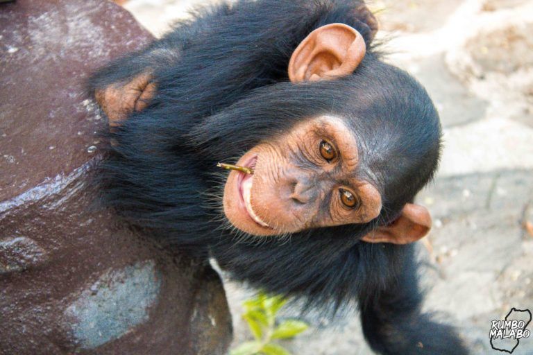 Wildlife Equatorial Guinea