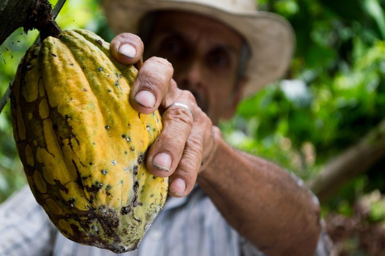 Cacao in Equatorial Guinea