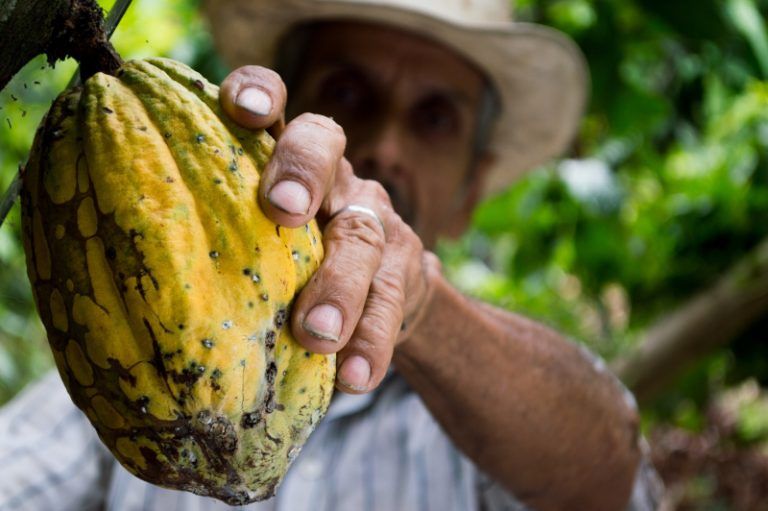Cacao in Equatorial Guinea